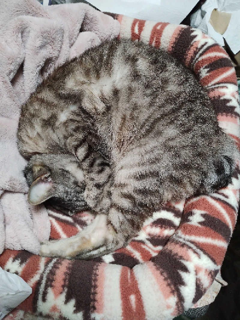 ドロ沼さんの神之川温泉のサ活写真