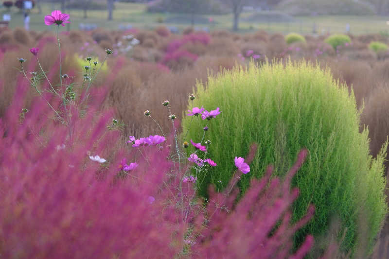 ドロ沼さんのユーパレス弁天のサ活写真