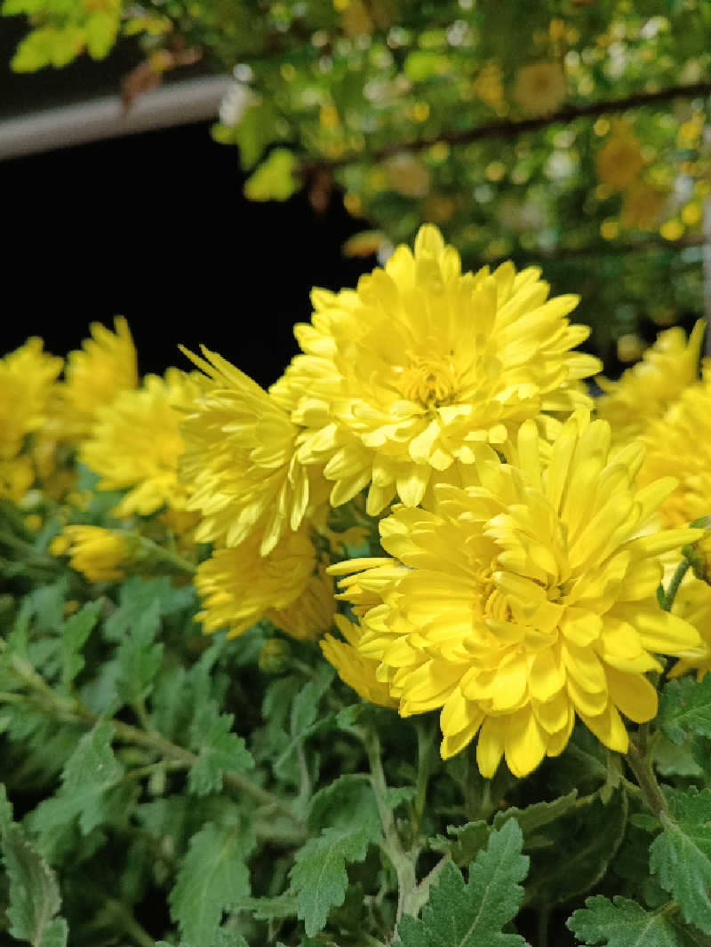 ドロ沼さんの七城温泉ドームのサ活写真