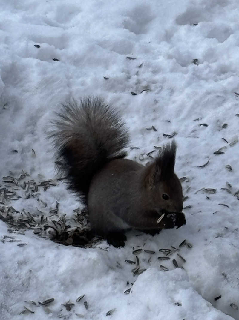 shacccho3さんの美白の湯宿 大江本家のサ活写真
