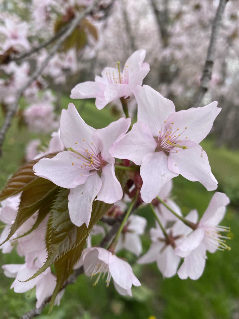 あぽろんさんのキトウシの森きとろんのサ活写真
