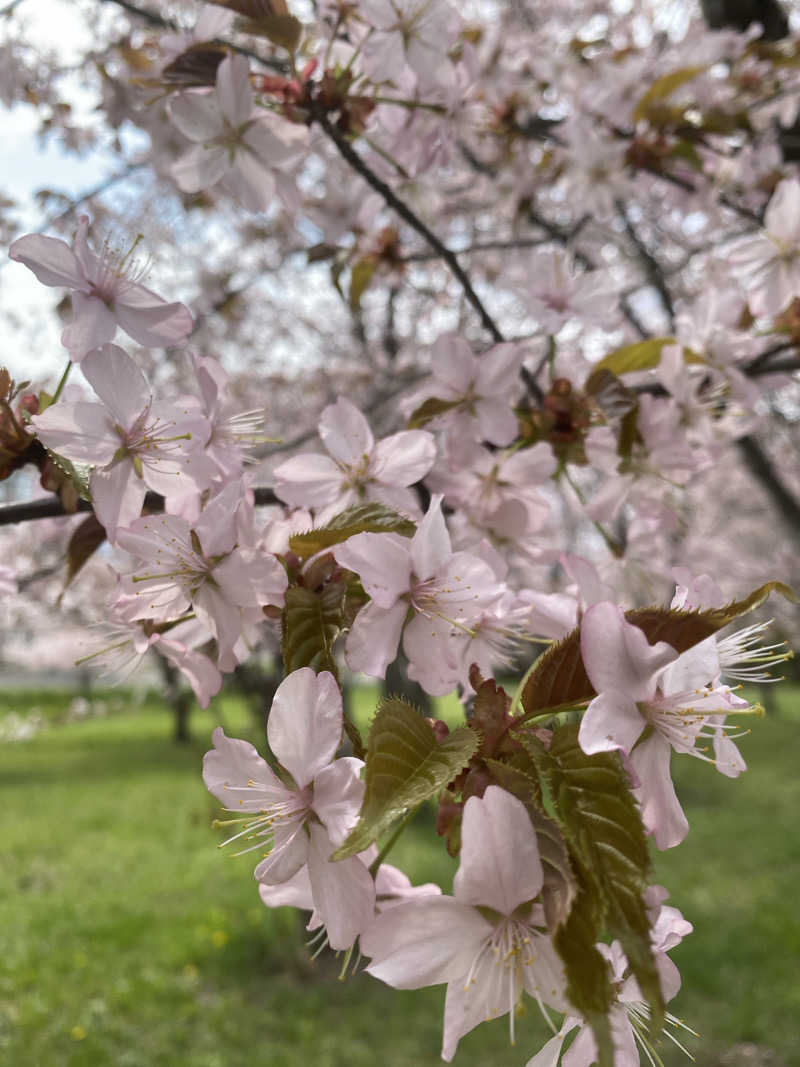 あぽろんさんのキトウシの森きとろんのサ活写真