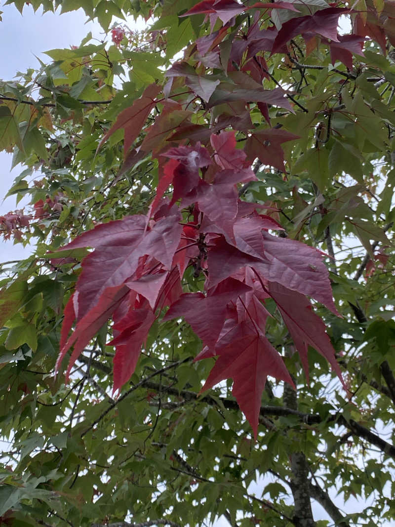 あぽろんさんのしほろ温泉プラザ緑風のサ活写真