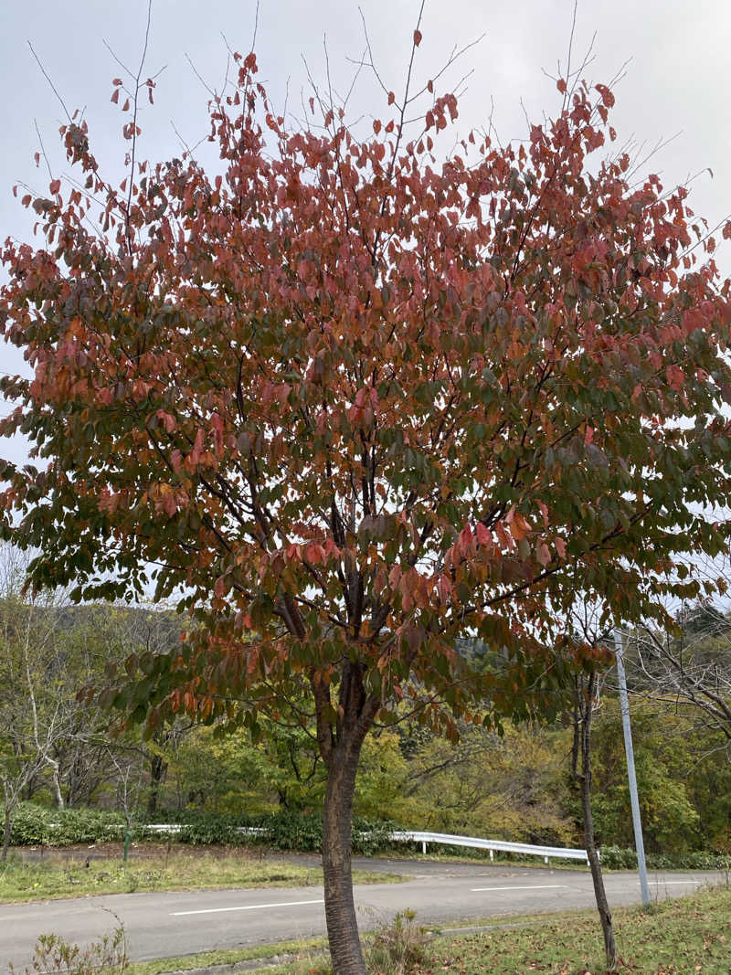 あぽろんさんの湯の沢温泉 森の四季のサ活写真