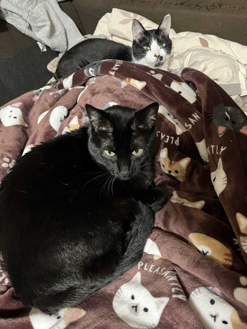 猫boyまたはブラックティーちゃん（仮名さんのサウナヘヴン草加のサ活写真