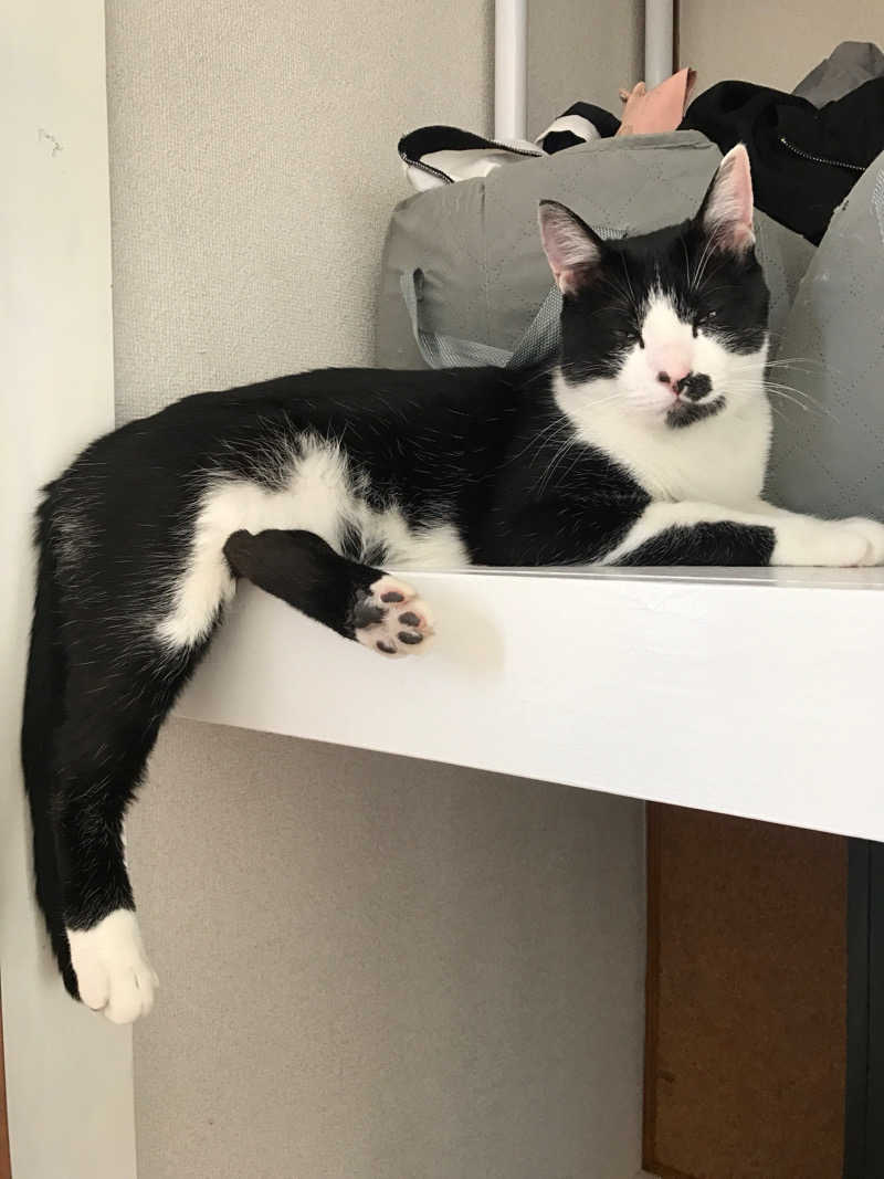猫boyまたはブラックティーちゃん（仮名さんのサウナヘヴン草加のサ活写真