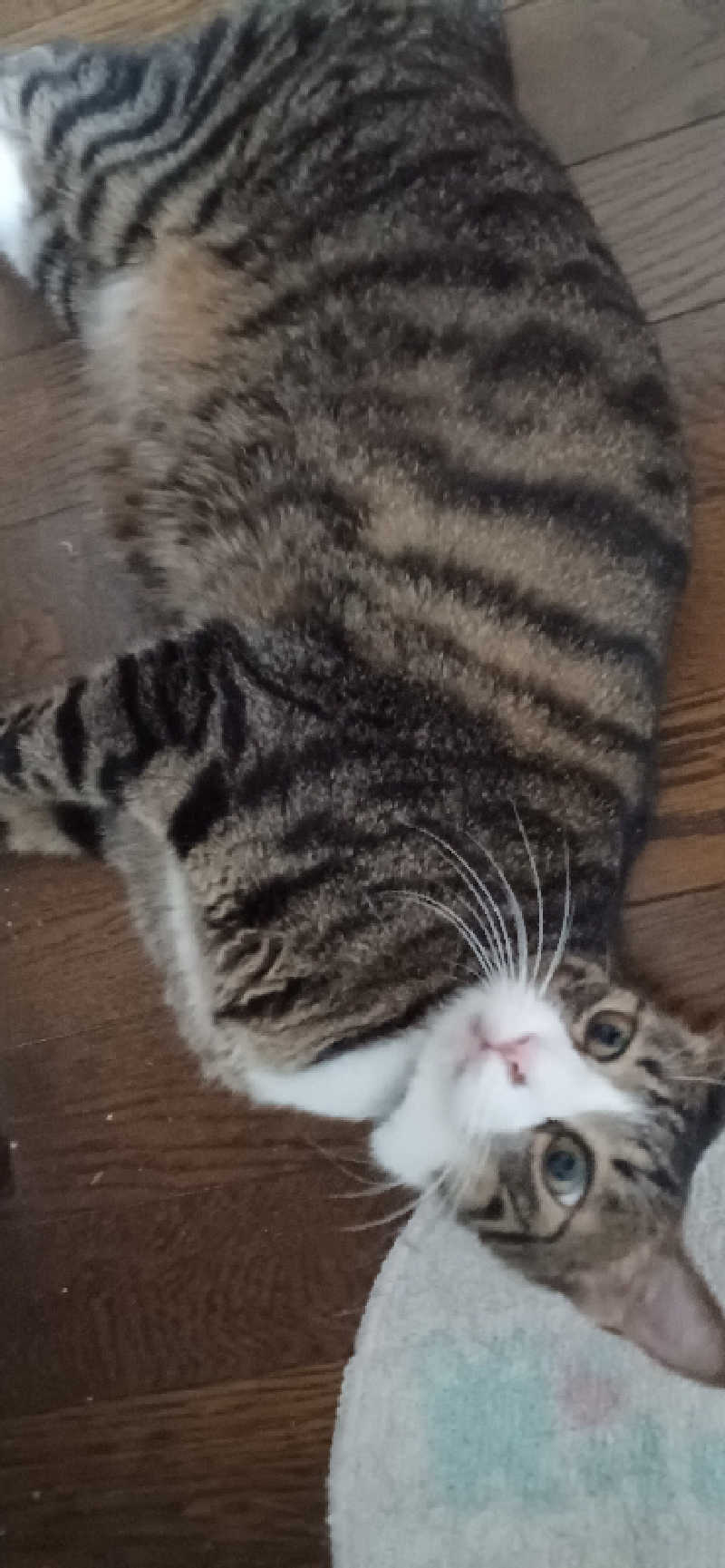 かおりんさんの健康ふれあいセンター いなほの湯のサ活写真