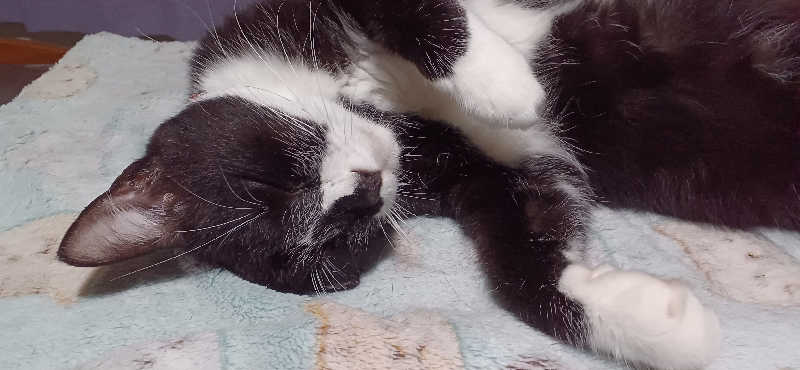 かおりんさんの天然温泉 森のせせらぎ なごみのサ活写真