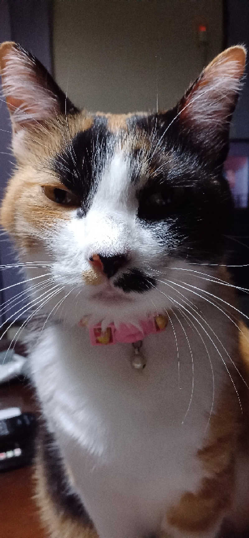 かおりんさんのYUBUNE SAUNA PARK はにゅうの湯のサ活写真