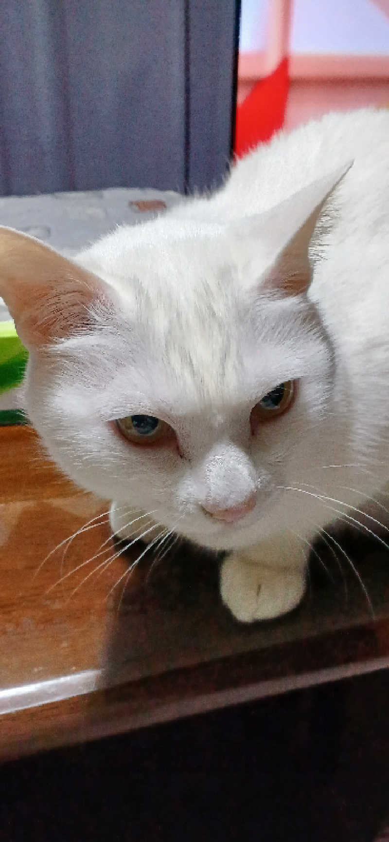 かおりんさんのYUBUNE SAUNA PARK はにゅうの湯のサ活写真