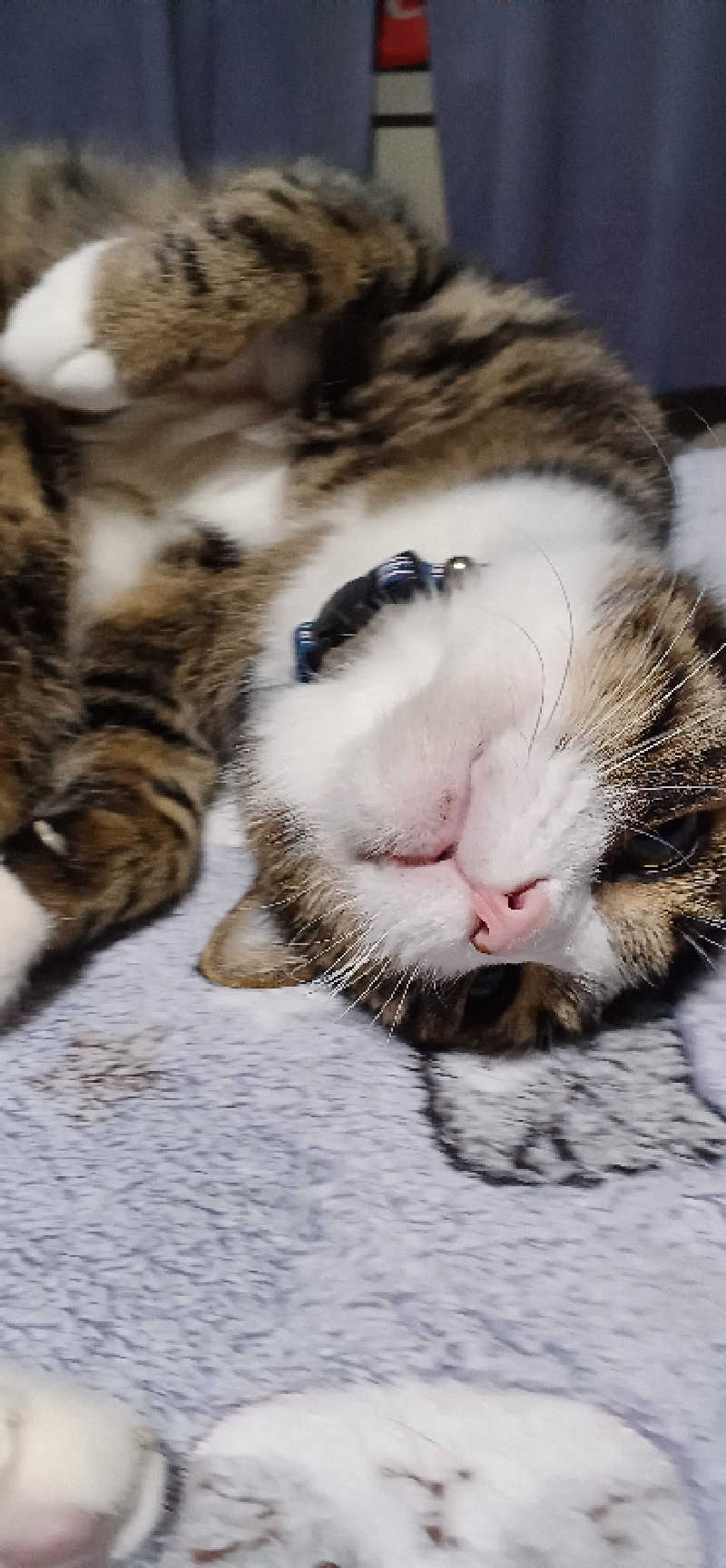 かおりんさんのYUBUNE SAUNA PARK はにゅうの湯のサ活写真