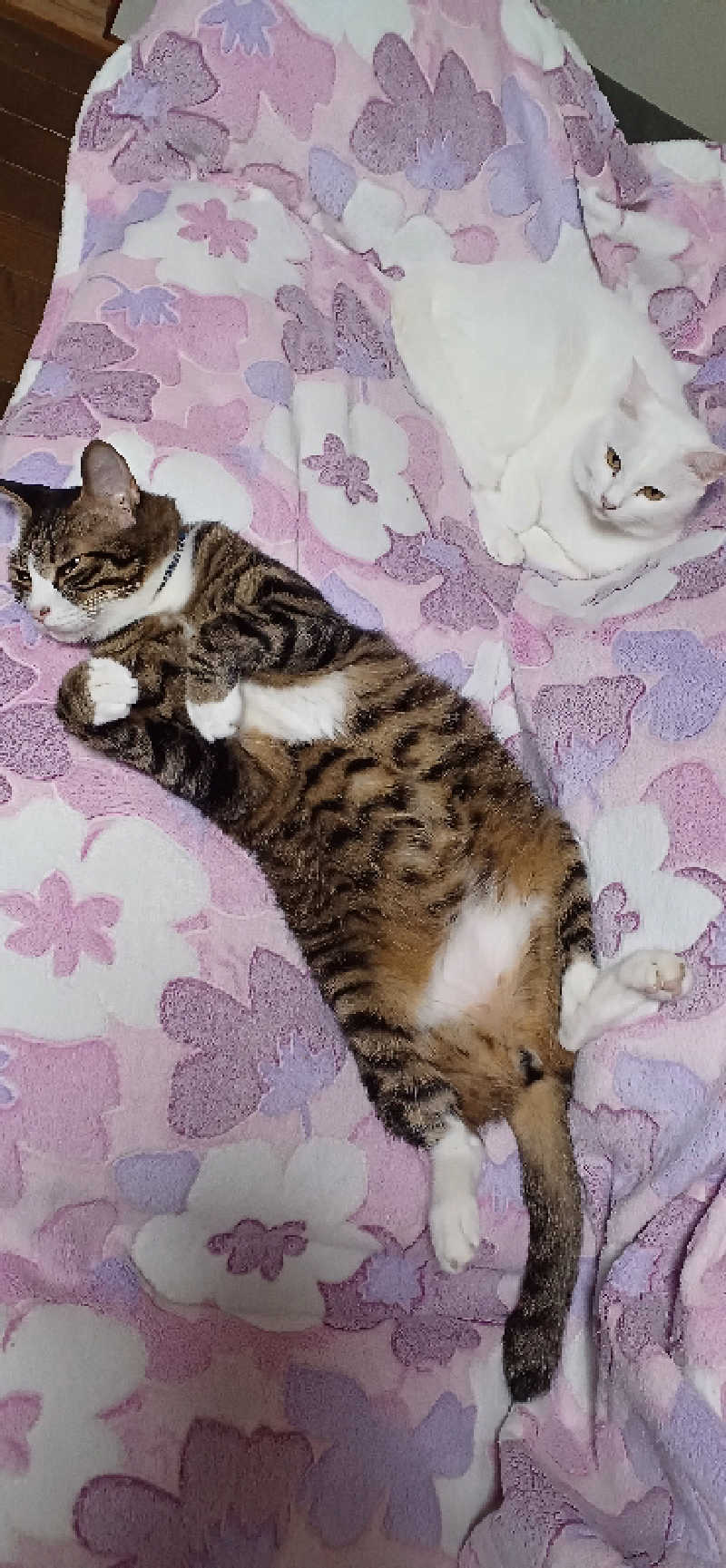 かおりんさんのYUBUNE SAUNA PARK はにゅうの湯のサ活写真