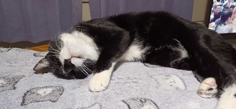 かおりんさんのYUBUNE SAUNA PARK はにゅうの湯のサ活写真