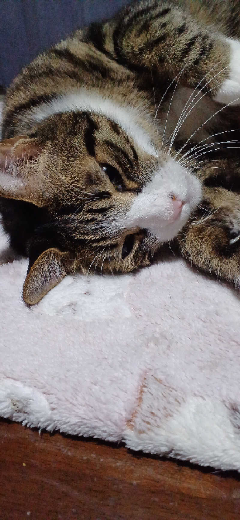 かおりんさんのYUBUNE SAUNA PARK はにゅうの湯のサ活写真