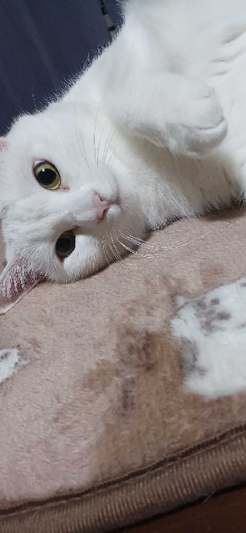 かおりんさんのYUBUNE SAUNA PARK はにゅうの湯のサ活写真