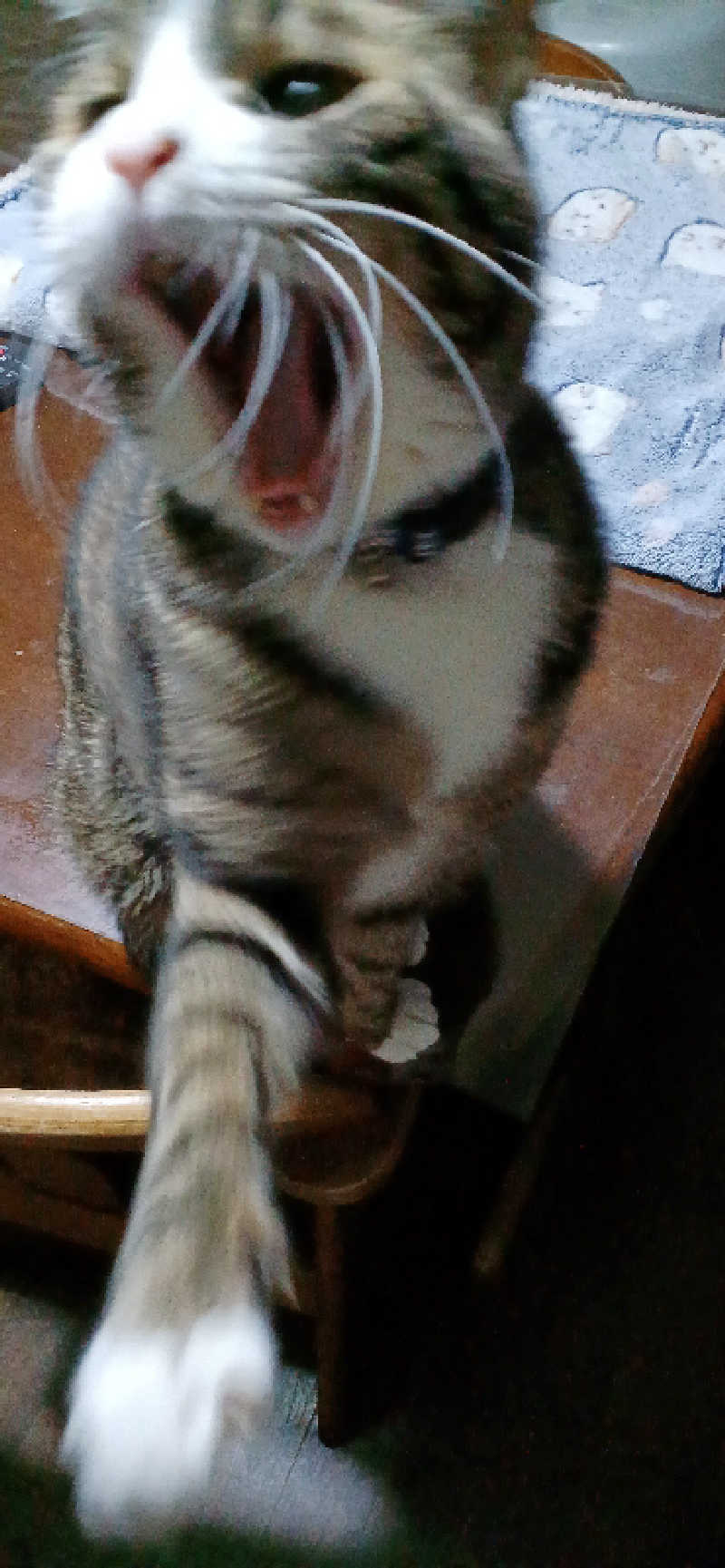 かおりんさんのYUBUNE SAUNA PARK はにゅうの湯のサ活写真