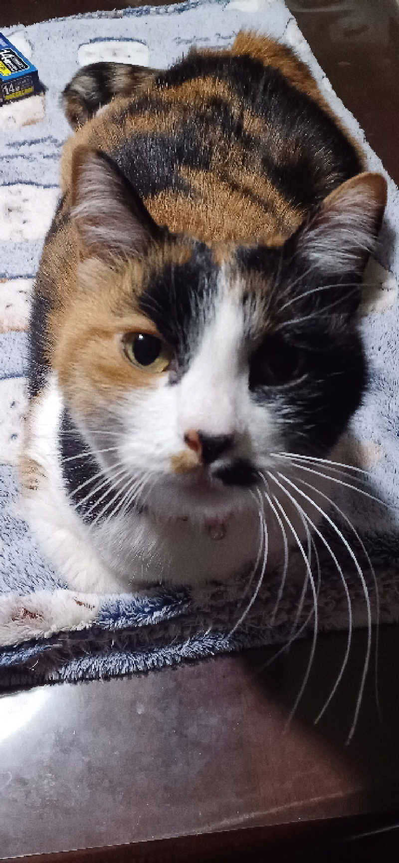 かおりんさんのYUBUNE SAUNA PARK はにゅうの湯のサ活写真