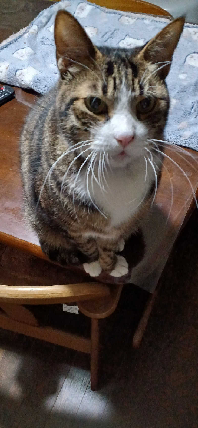 かおりんさんのYUBUNE SAUNA PARK はにゅうの湯のサ活写真