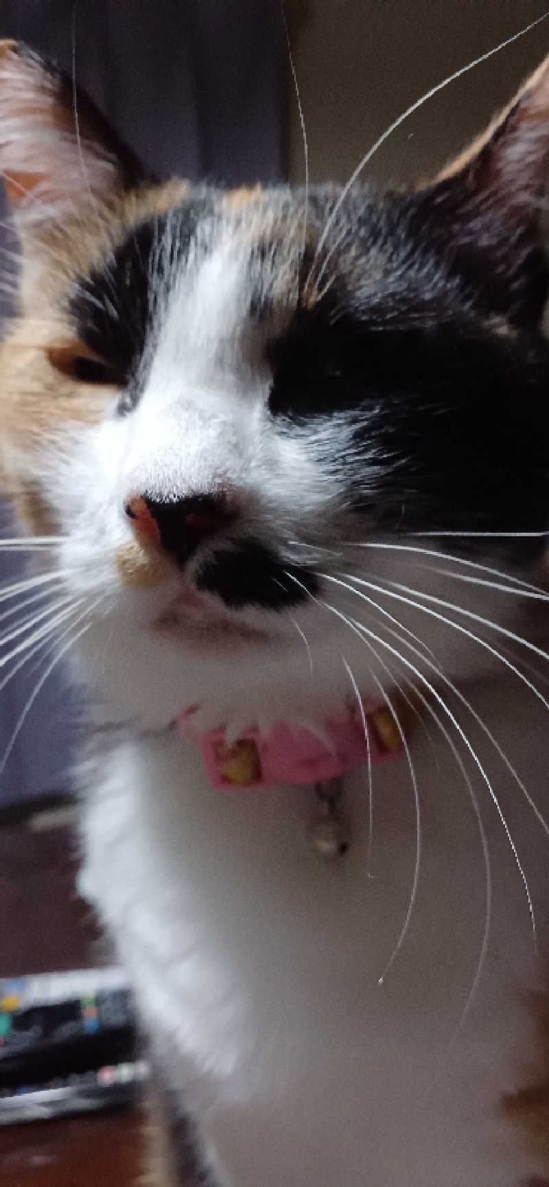 かおりんさんのYUBUNE SAUNA PARK はにゅうの湯のサ活写真