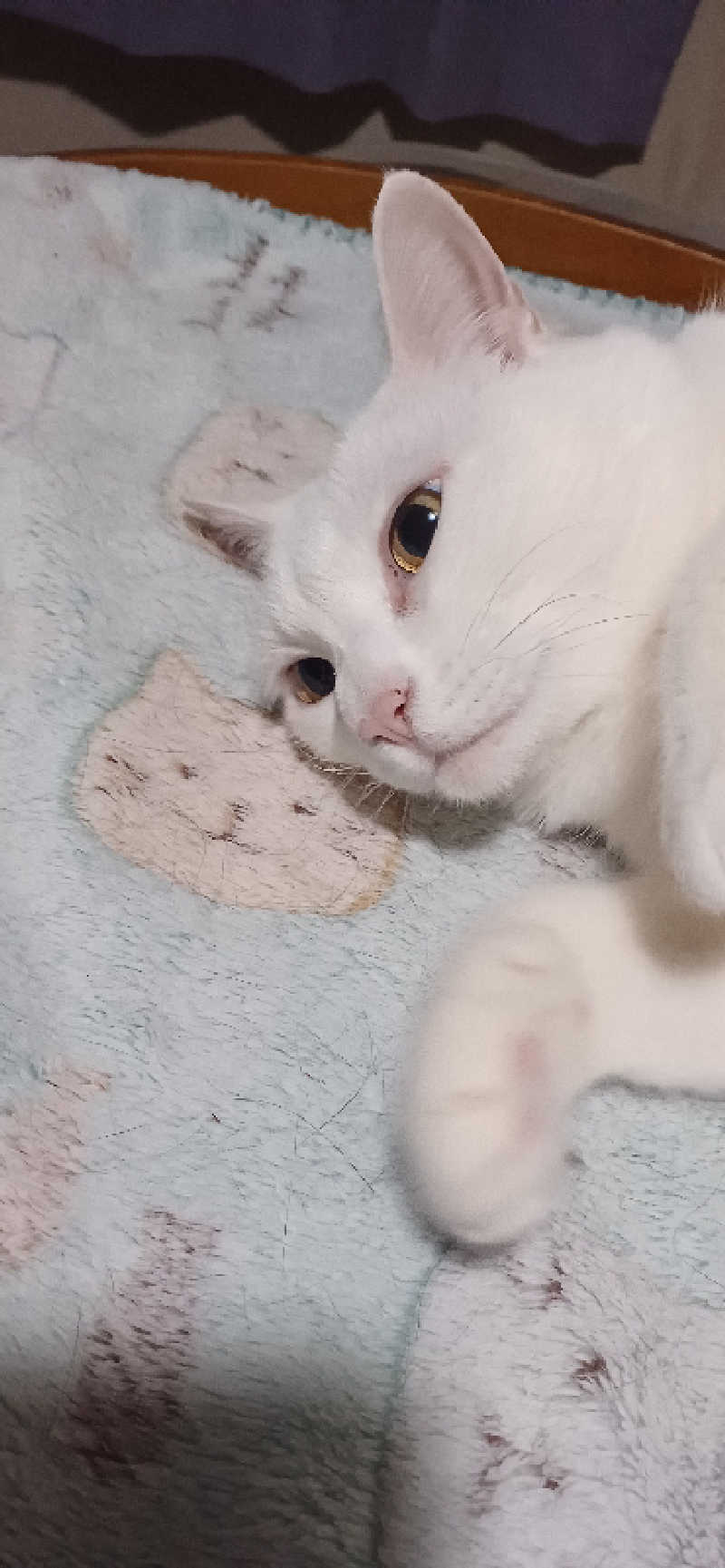 かおりんさんのYUBUNE SAUNA PARK はにゅうの湯のサ活写真