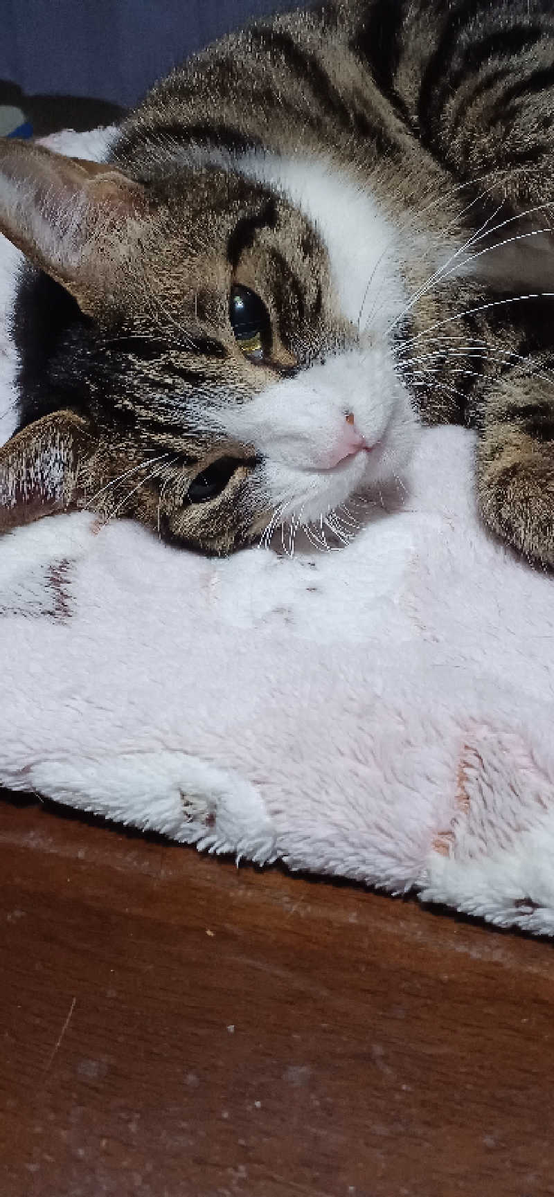 かおりんさんのYUBUNE SAUNA PARK はにゅうの湯のサ活写真