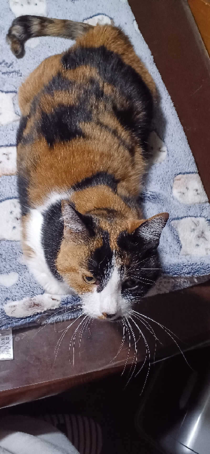 かおりんさんのYUBUNE SAUNA PARK はにゅうの湯のサ活写真