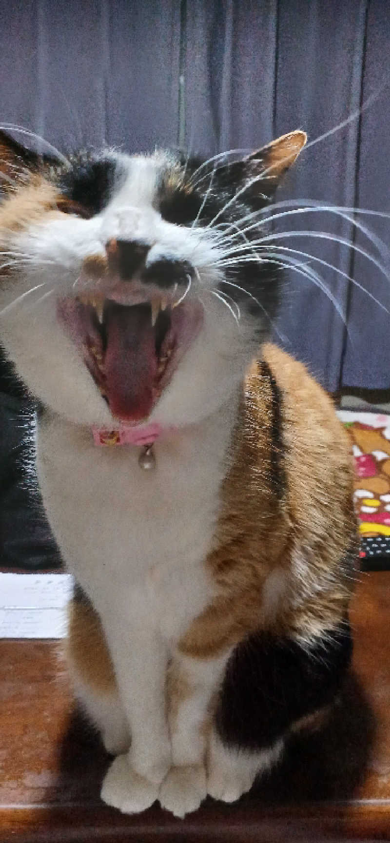 かおりんさんのYUBUNE SAUNA PARK はにゅうの湯のサ活写真