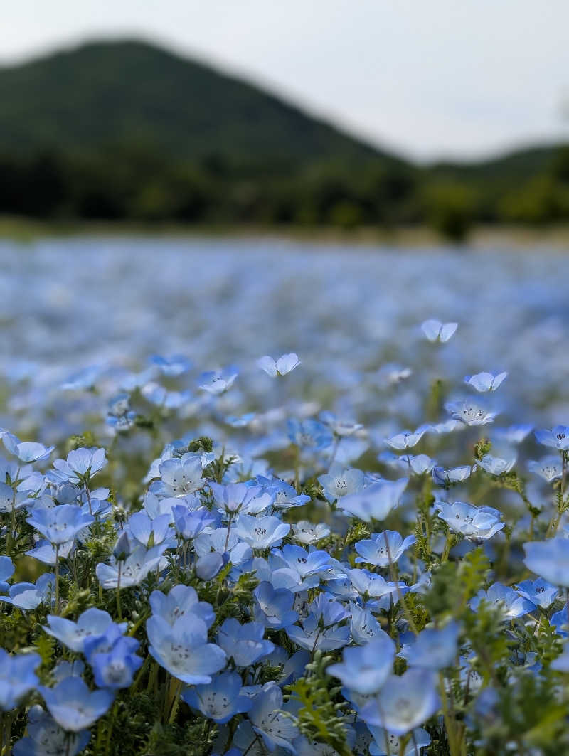 ぱ【嫁1号】さんの保養センターやくらい薬師の湯のサ活写真