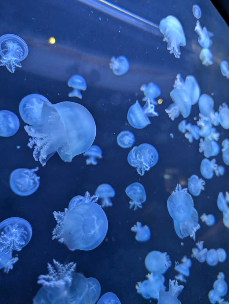 ぱ【嫁1号】さんのKAMEYA HOTEL (旧屋号:湯野浜温泉亀や)のサ活写真