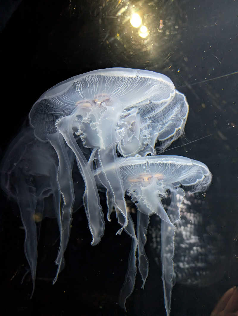 ぱ【嫁1号】さんのKAMEYA HOTEL (旧屋号:湯野浜温泉亀や)のサ活写真