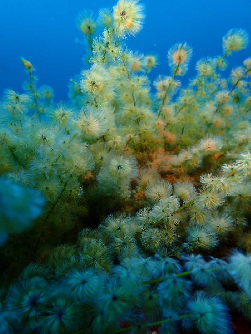 タフマンさんの愛らんどセンター御神火温泉のサ活写真