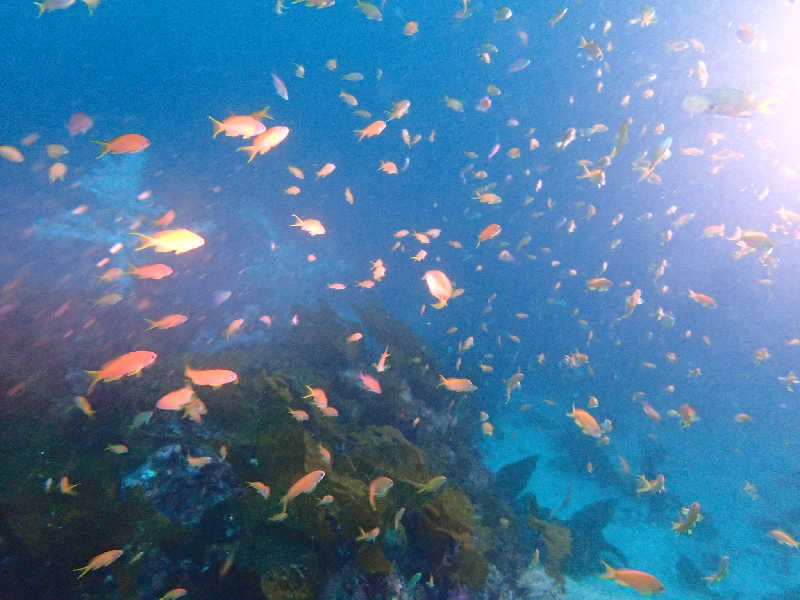 タフマンさんの愛らんどセンター御神火温泉のサ活写真