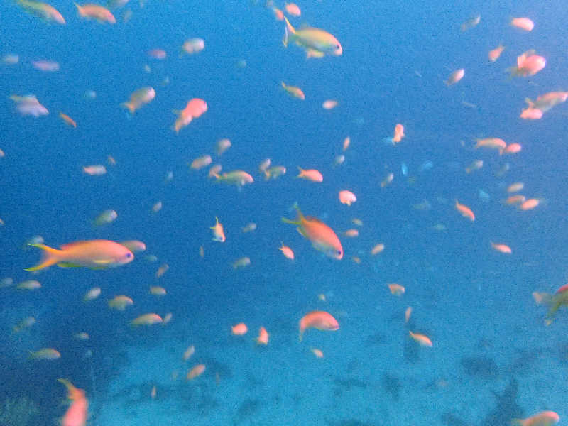 タフマンさんの愛らんどセンター御神火温泉のサ活写真