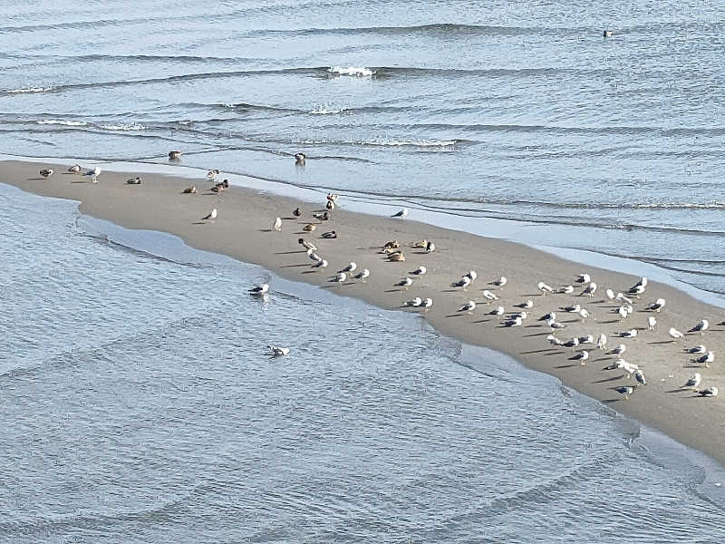 おささんのホテルソラージュ 大分・日出のサ活写真