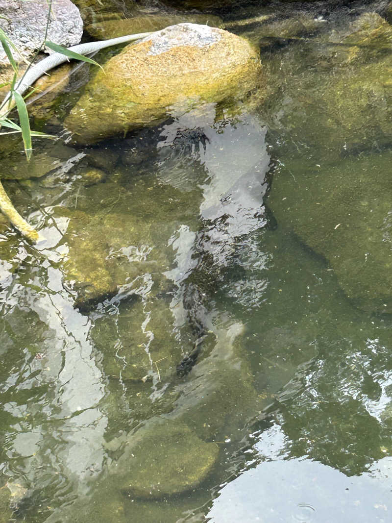 なっちゃんさんの鳴子温泉 旅館すがわらのサ活写真