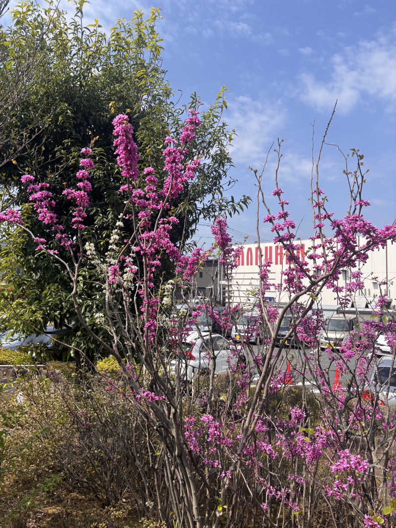 萌華さんのさいたま清河寺温泉のサ活写真