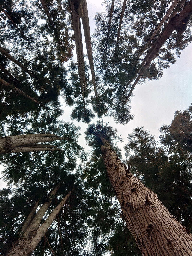 Takaheroさんのバレルサウナsuiのサ活写真