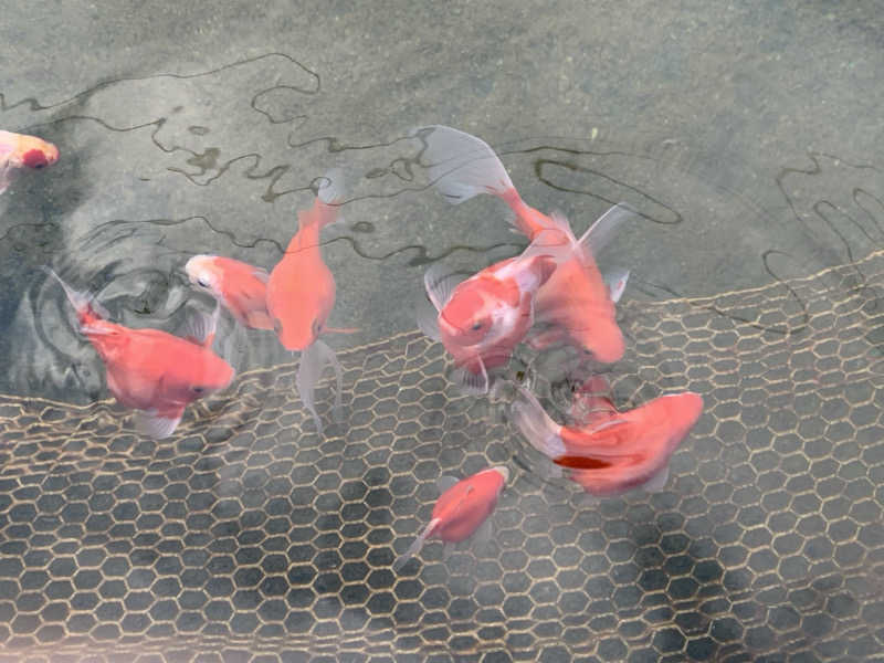 kagokimiさんのピュア涌泉寺のサ活写真