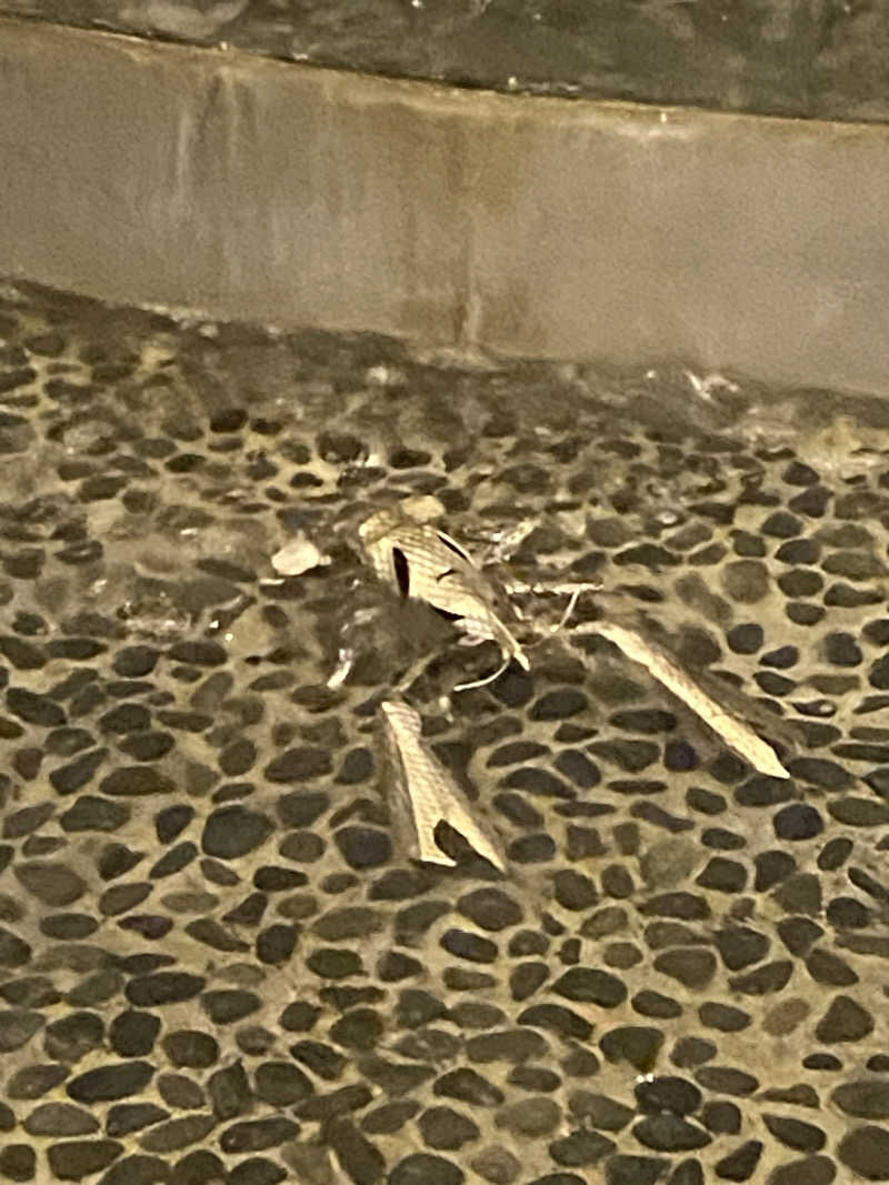 サウナー20240513さんの道後舘のサ活写真