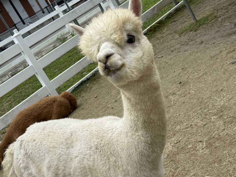 まおぞうさんのロイヤル胎内パークホテルのサ活写真