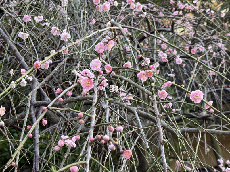 まおぞうさんの瀬波グランドホテル はぎのやのサ活写真