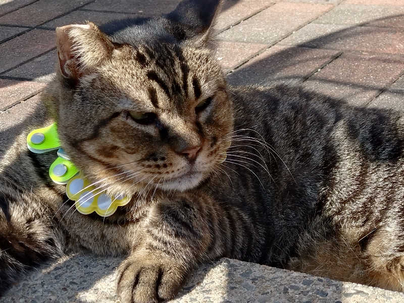 よしてぃー🌿さんの八千代湯のサ活写真