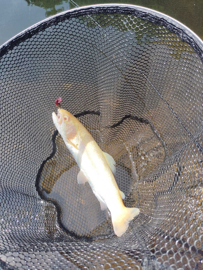 やすきちくんさんの稲武温泉 どんぐりの湯のサ活写真