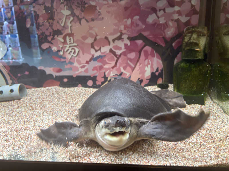 105さんの松本湯のサ活写真