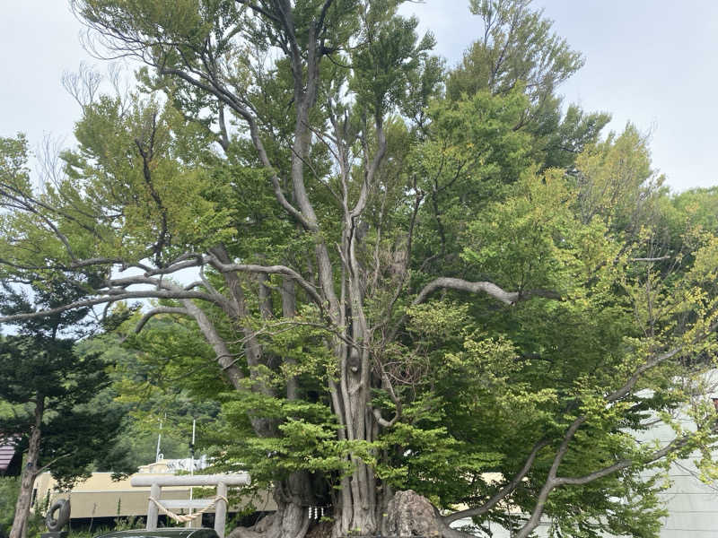 シンカ・サウナーさんの小金湯温泉 湯元 小金湯のサ活写真