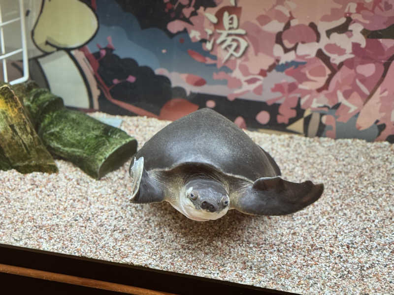 ぼーぼさんの松本湯のサ活写真